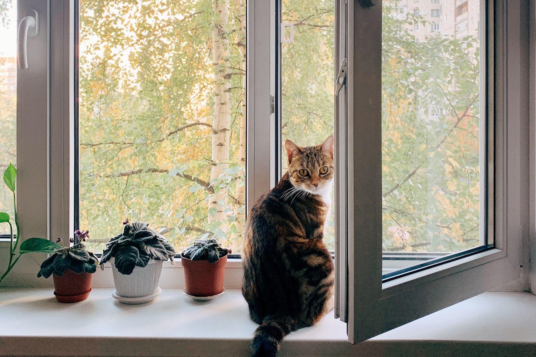 Katt i öppet fönster