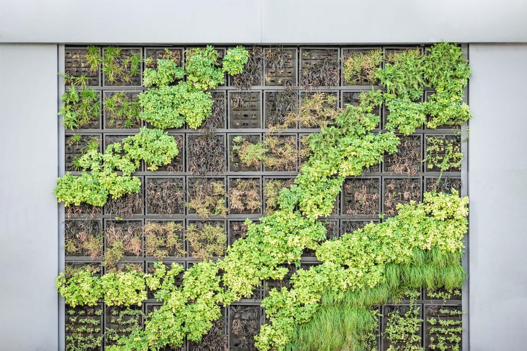 Inspiration vertikal trädgård, växter upp mot en vägg