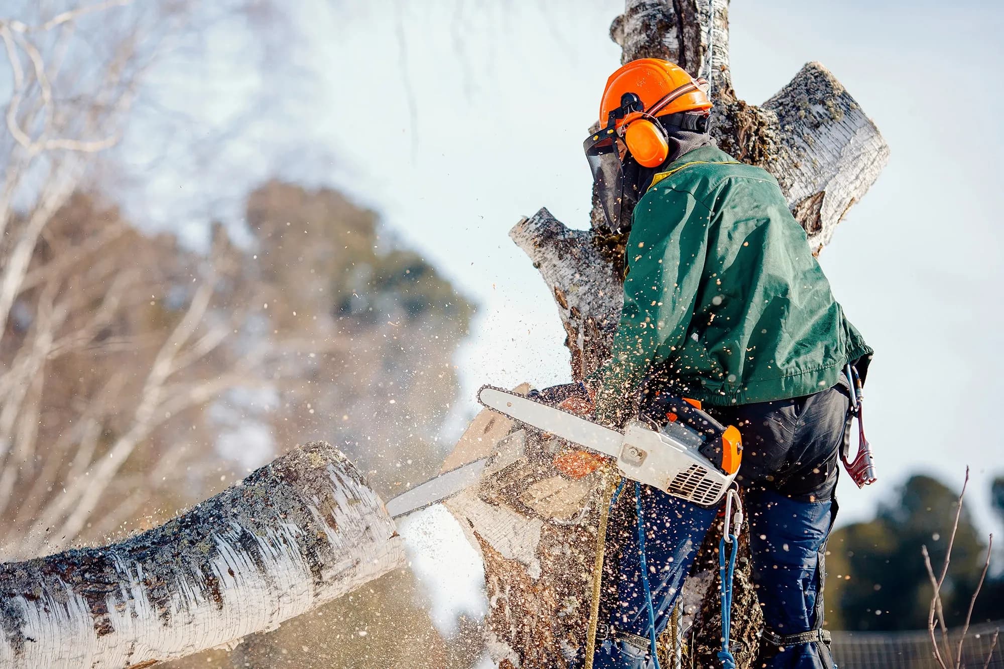 Arborist med sitter i träd med säkerhetssäle och sågar ner björk