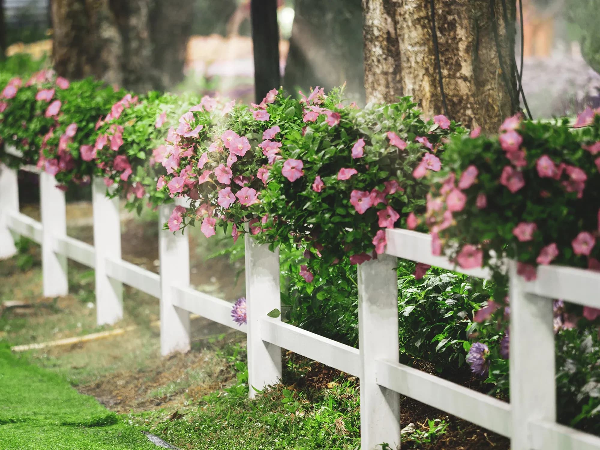 Vitt lågt staket med rosa blommor som hänger från staketet