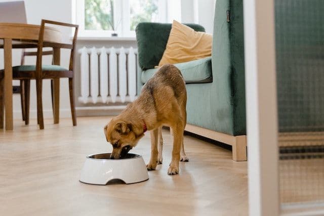 Hund dricker vatten på trägolv, grön soffa i bakgrunden