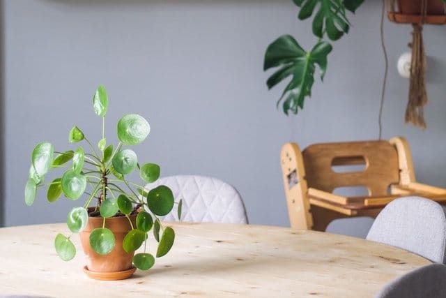 Målad vägg, blomkruka och barnstol vid bord