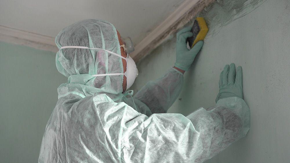 Mögelsanerare rengör mögel från väggen med sprayflaska och svamp