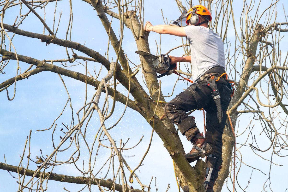 En man som fäller ett träd med en motorsåg. Mannen har klättrat upp i trädet och är fastspänd med en säkerhetslina.