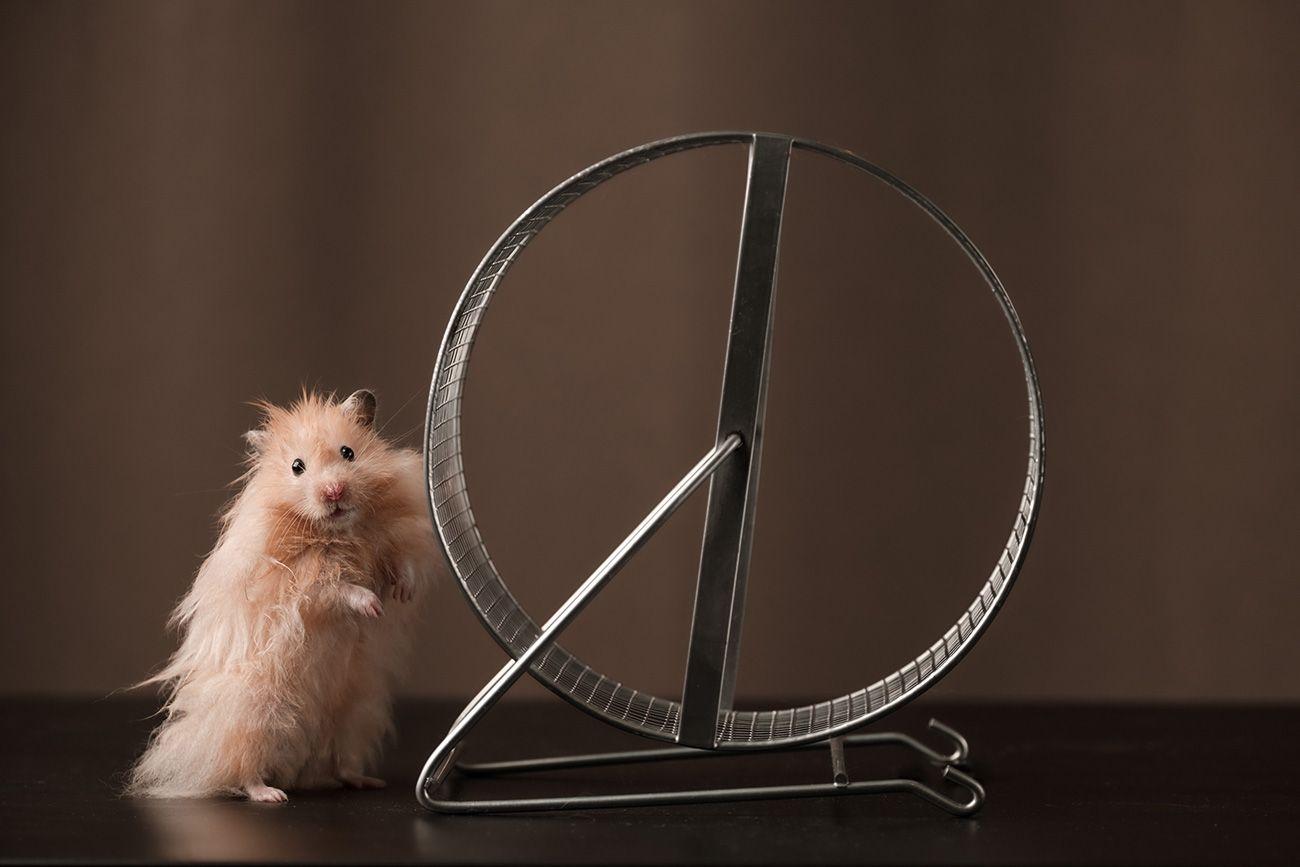 En hamster har klivit ur sitt hamsterhjul