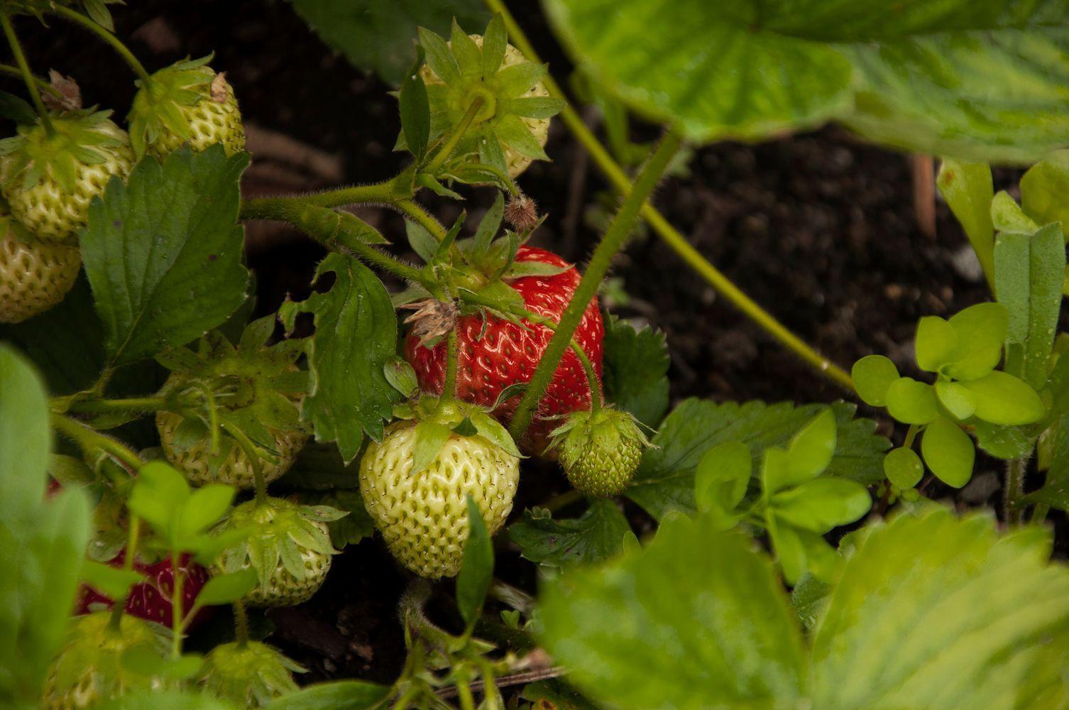 Närbild på jordgubbar som gömmer sig bakom blad i rabatt