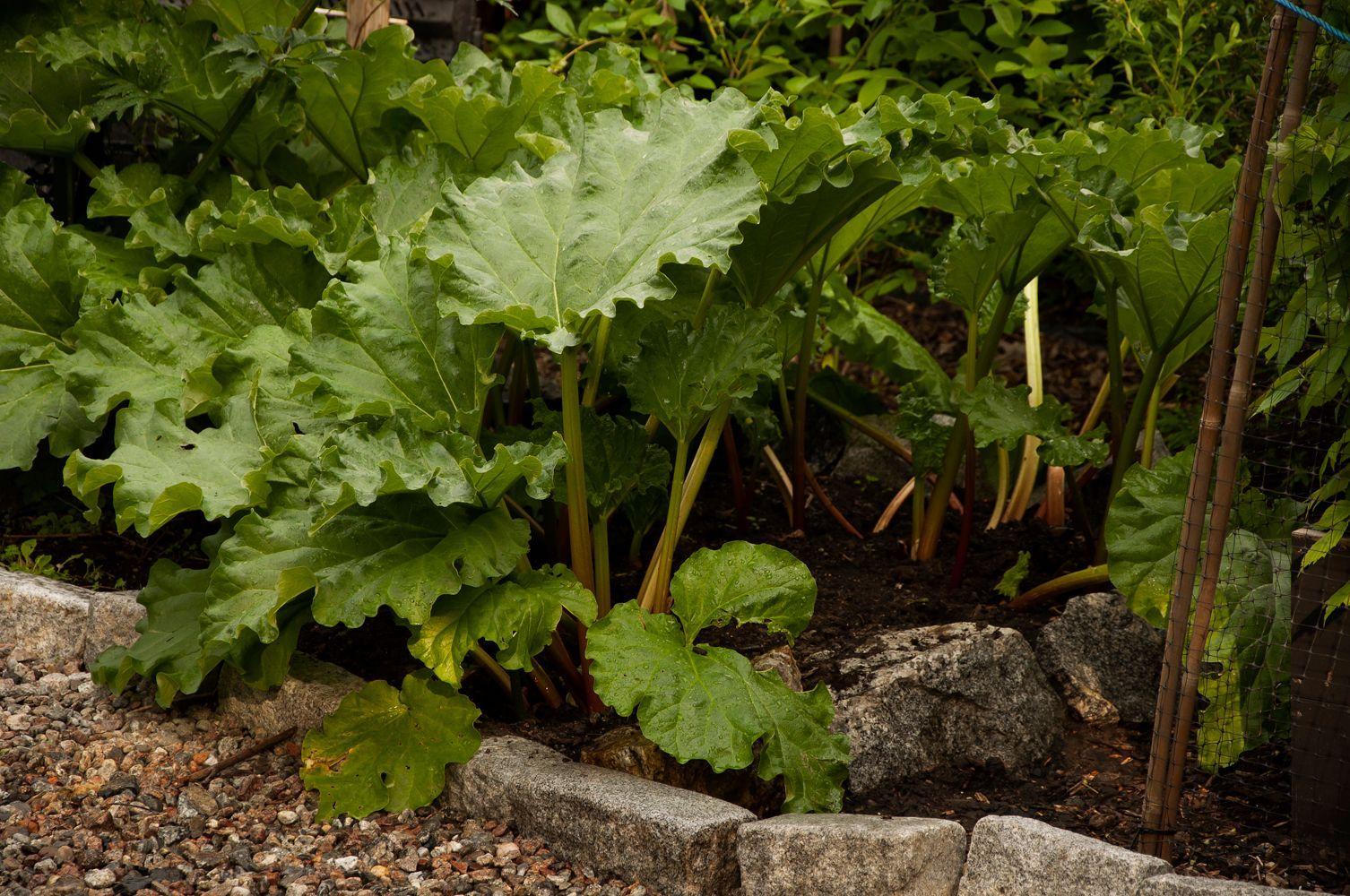 En frisk och grönskande rabarberplanta i en trädgårdsrabatt.