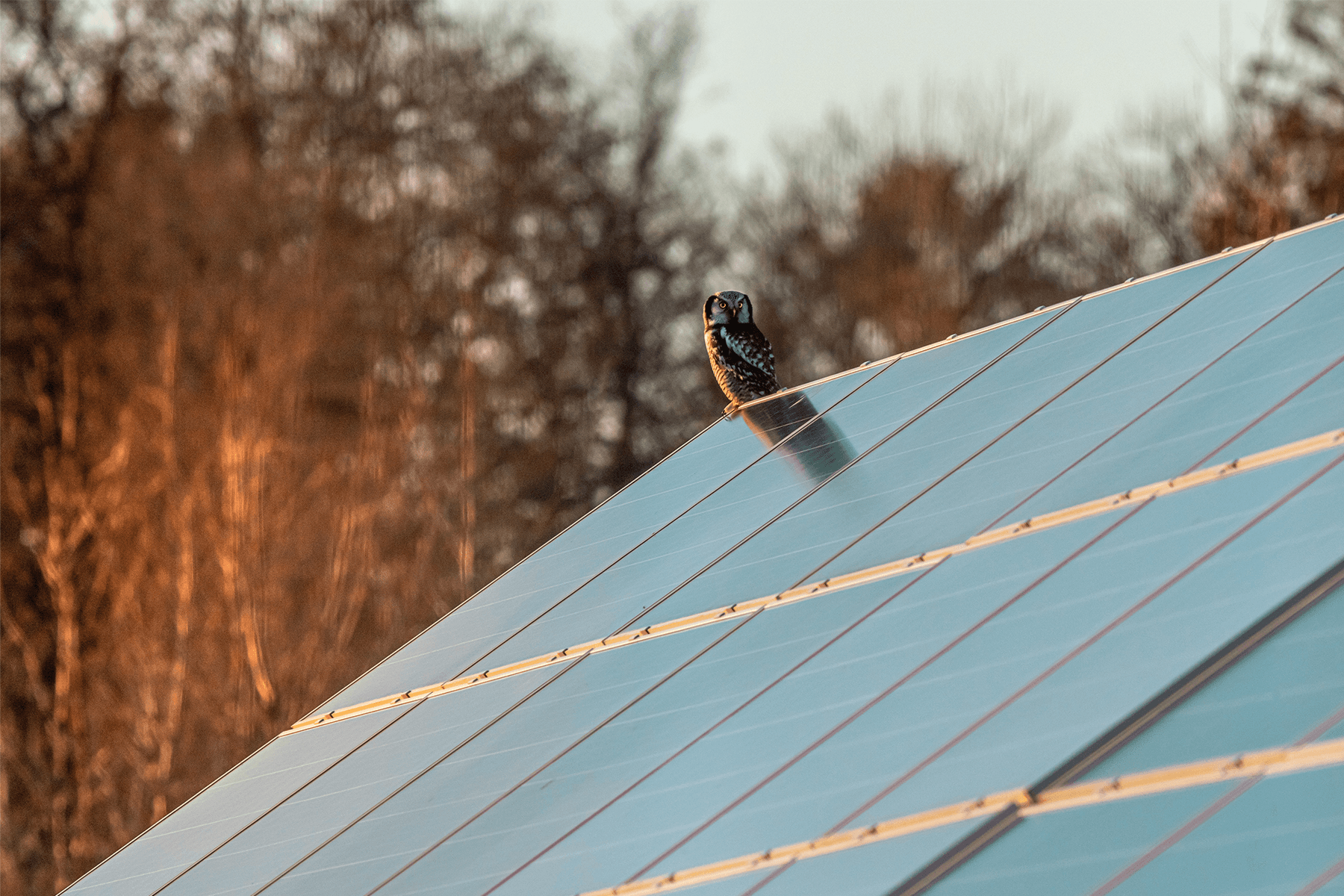 Uggla sitter på tak med installerade solceller