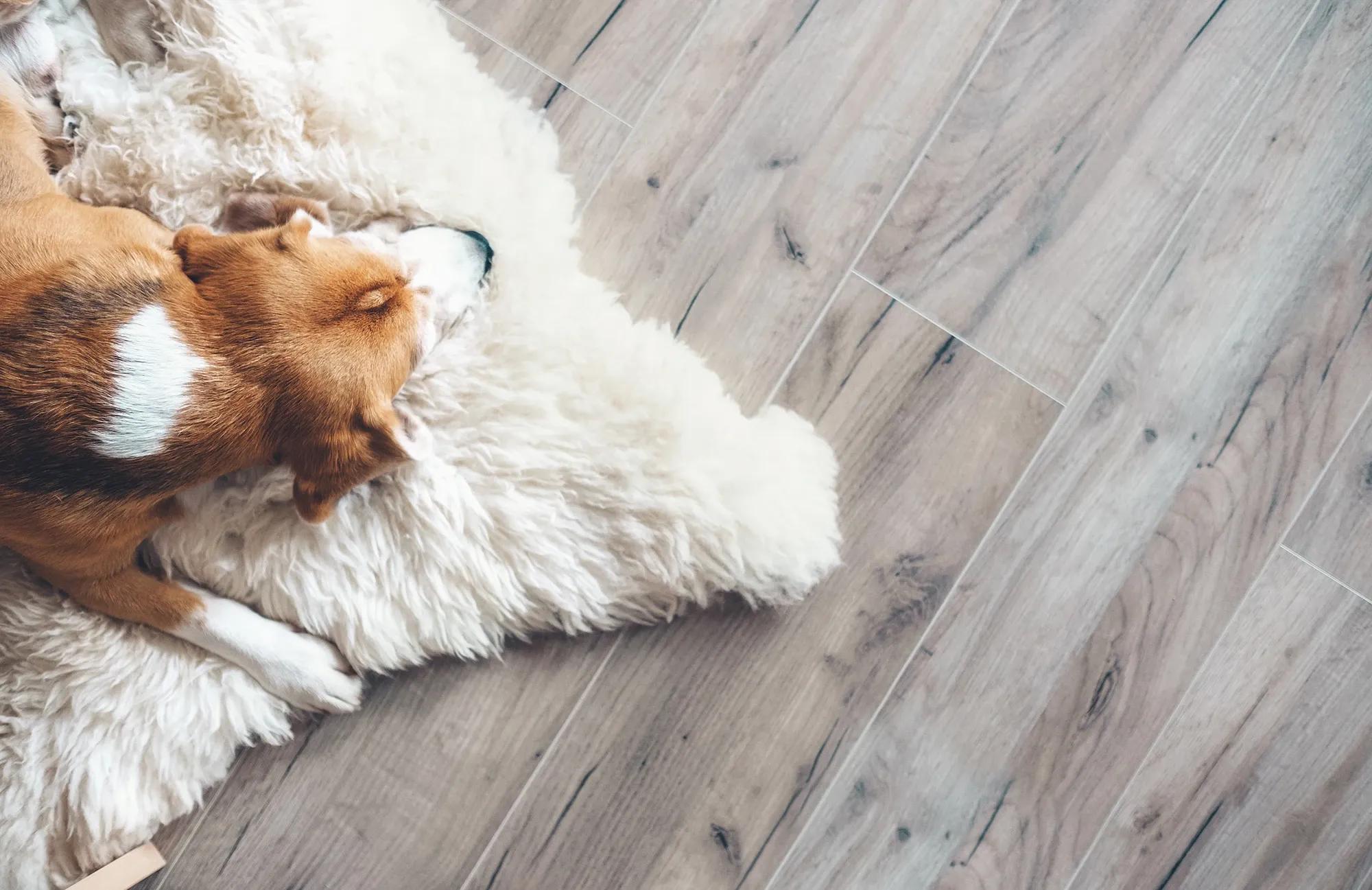 Komfortabel värme från golvvärme - Hund sover och njuter av behaglig värme på golvet. Effektiv och diskret golvvärmeinstallation för ditt hem.