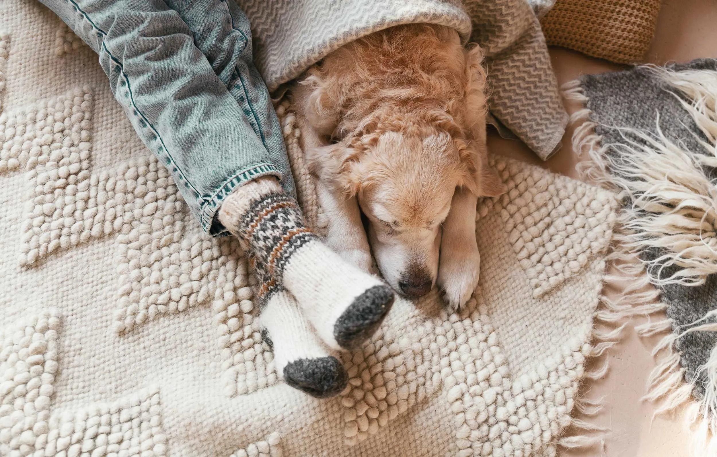 Matt- och möbeltvätt, golden retrieverhund vilar på mysig matta som behöver professionell tvätt
