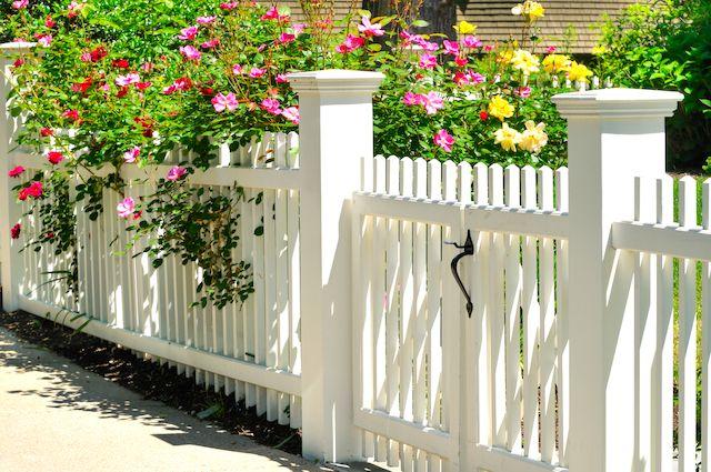 Ett vackert, vitt staket runt en tomt med blommande buskar i olika färger.