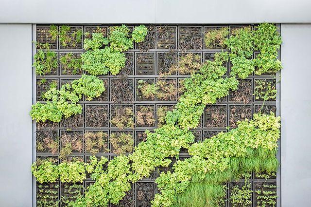 Inspiration vertikal trädgård, växter upp mot en vägg