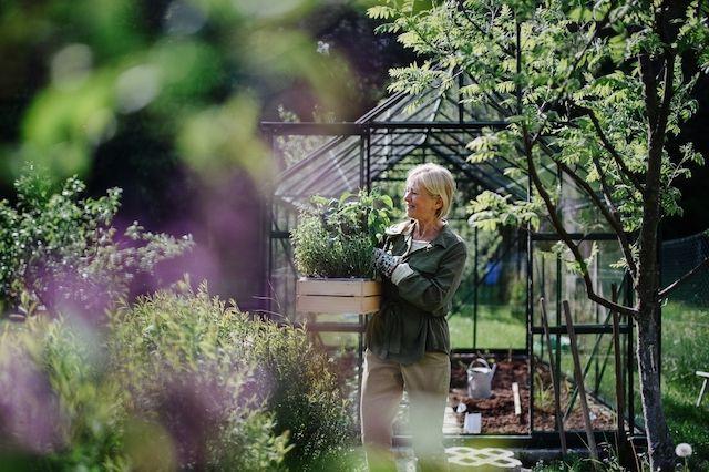 En kvinna som fixar i sin trädgård. Hon planterar i sitt växthus en solig sommardag.