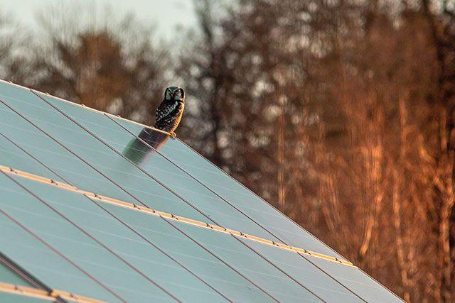 Uggla sitter på tak med installerade solceller