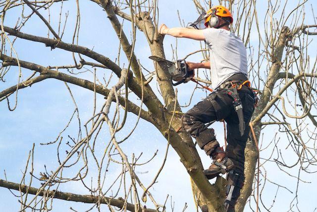 en man som fäller ett träd. Han har klättrat upp i trädet och skär ner en gren med en motorsåg.