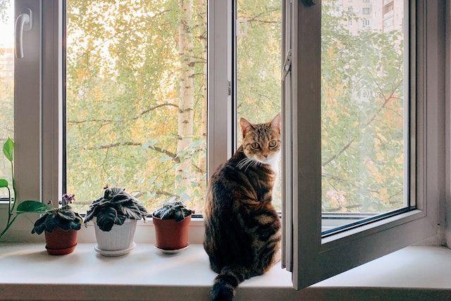 Katt i öppet fönster i lägenhet